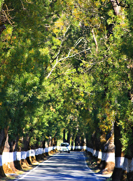 Carretera de vuelta Fotografia digital Canos Eos 2144 x 2923  4,7 Mb 2009